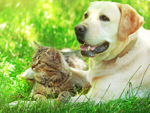 Dog and Cat photo