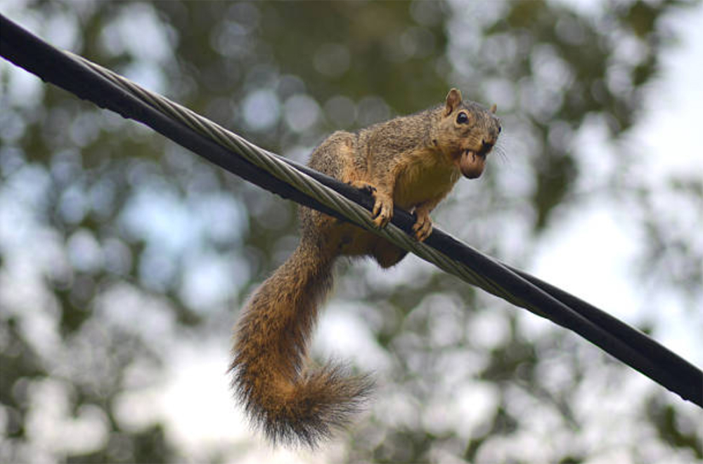 Squirrel feature photo for power line outage blog