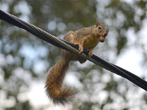 Photo of squirrel - power line outage